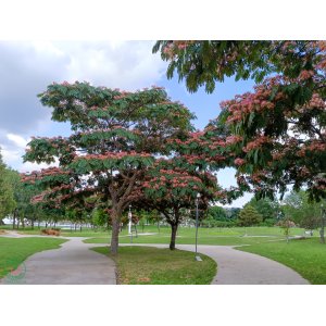 Albízia ružová (Albizia Julibrissin) ´OMBRELLA®´ - výška 40-60 cm, kont. C3L 